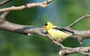 Preview wallpaper goldfinch, bird, branch, sit, blurring