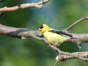 Preview wallpaper goldfinch, bird, branch, sit, blurring