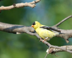 Preview wallpaper goldfinch, bird, branch, sit, blurring