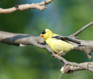 Preview wallpaper goldfinch, bird, branch, sit, blurring