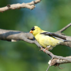 Preview wallpaper goldfinch, bird, branch, sit, blurring