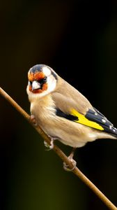Preview wallpaper goldfinch, bird, branch, wildlife