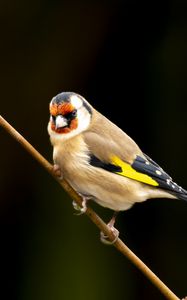 Preview wallpaper goldfinch, bird, branch, wildlife