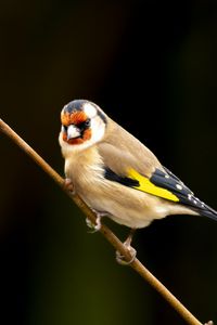 Preview wallpaper goldfinch, bird, branch, wildlife