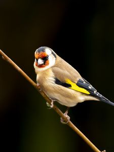 Preview wallpaper goldfinch, bird, branch, wildlife