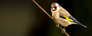 Preview wallpaper goldfinch, bird, branch, wildlife