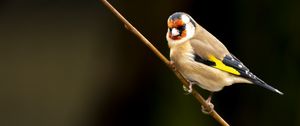 Preview wallpaper goldfinch, bird, branch, wildlife