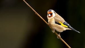 Preview wallpaper goldfinch, bird, branch, wildlife