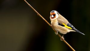 Preview wallpaper goldfinch, bird, branch, wildlife