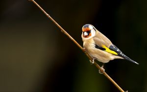 Preview wallpaper goldfinch, bird, branch, wildlife