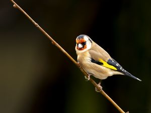 Preview wallpaper goldfinch, bird, branch, wildlife