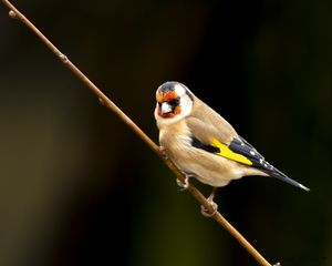 Preview wallpaper goldfinch, bird, branch, wildlife