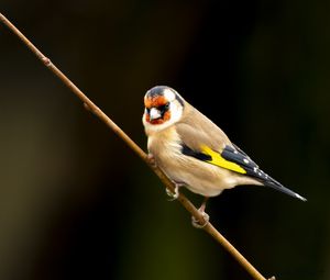 Preview wallpaper goldfinch, bird, branch, wildlife