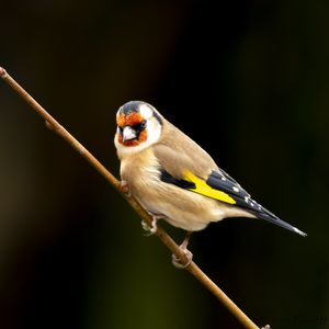 Preview wallpaper goldfinch, bird, branch, wildlife