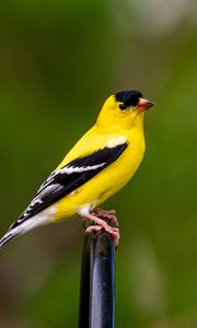 Preview wallpaper goldfinch, bird, bright, feathers