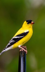 Preview wallpaper goldfinch, bird, bright, feathers