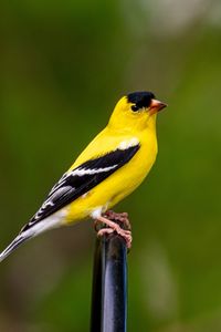 Preview wallpaper goldfinch, bird, bright, feathers