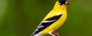 Preview wallpaper goldfinch, bird, bright, feathers