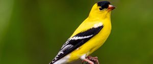 Preview wallpaper goldfinch, bird, bright, feathers