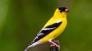 Preview wallpaper goldfinch, bird, bright, feathers