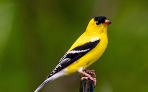 Preview wallpaper goldfinch, bird, bright, feathers