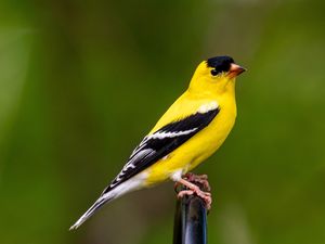 Preview wallpaper goldfinch, bird, bright, feathers