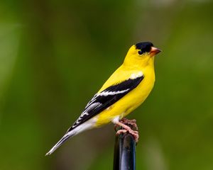 Preview wallpaper goldfinch, bird, bright, feathers