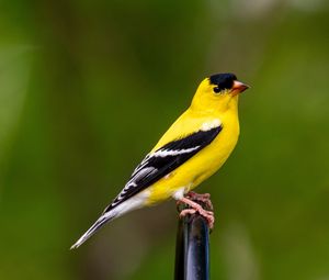 Preview wallpaper goldfinch, bird, bright, feathers