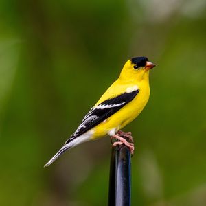 Preview wallpaper goldfinch, bird, bright, feathers