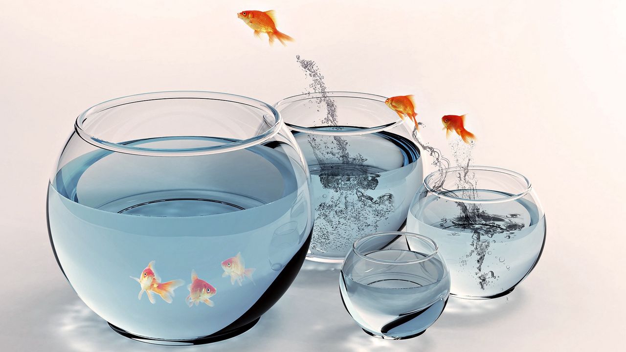 Wallpaper goldfish, aquarium, water, jump