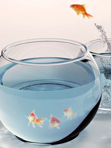 Preview wallpaper goldfish, aquarium, water, jump