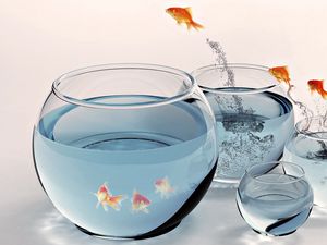 Preview wallpaper goldfish, aquarium, water, jump