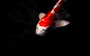 Koi carp 4k ultra hd 16:10 wallpapers hd, desktop backgrounds 3840x2400
