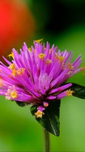 Preview wallpaper gomphrena, flower, bud, purple, macro