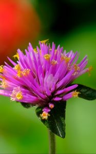 Preview wallpaper gomphrena, flower, bud, purple, macro