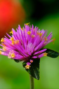 Preview wallpaper gomphrena, flower, bud, purple, macro