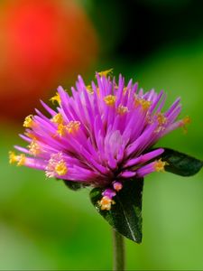 Preview wallpaper gomphrena, flower, bud, purple, macro