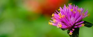 Preview wallpaper gomphrena, flower, bud, purple, macro