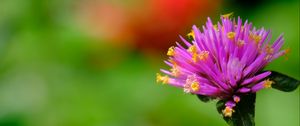 Preview wallpaper gomphrena, flower, bud, purple, macro