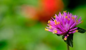 Preview wallpaper gomphrena, flower, bud, purple, macro