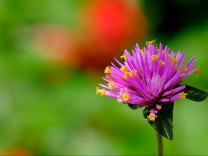 Preview wallpaper gomphrena, flower, bud, purple, macro