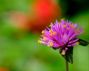 Preview wallpaper gomphrena, flower, bud, purple, macro