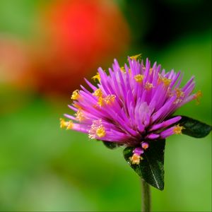 Preview wallpaper gomphrena, flower, bud, purple, macro