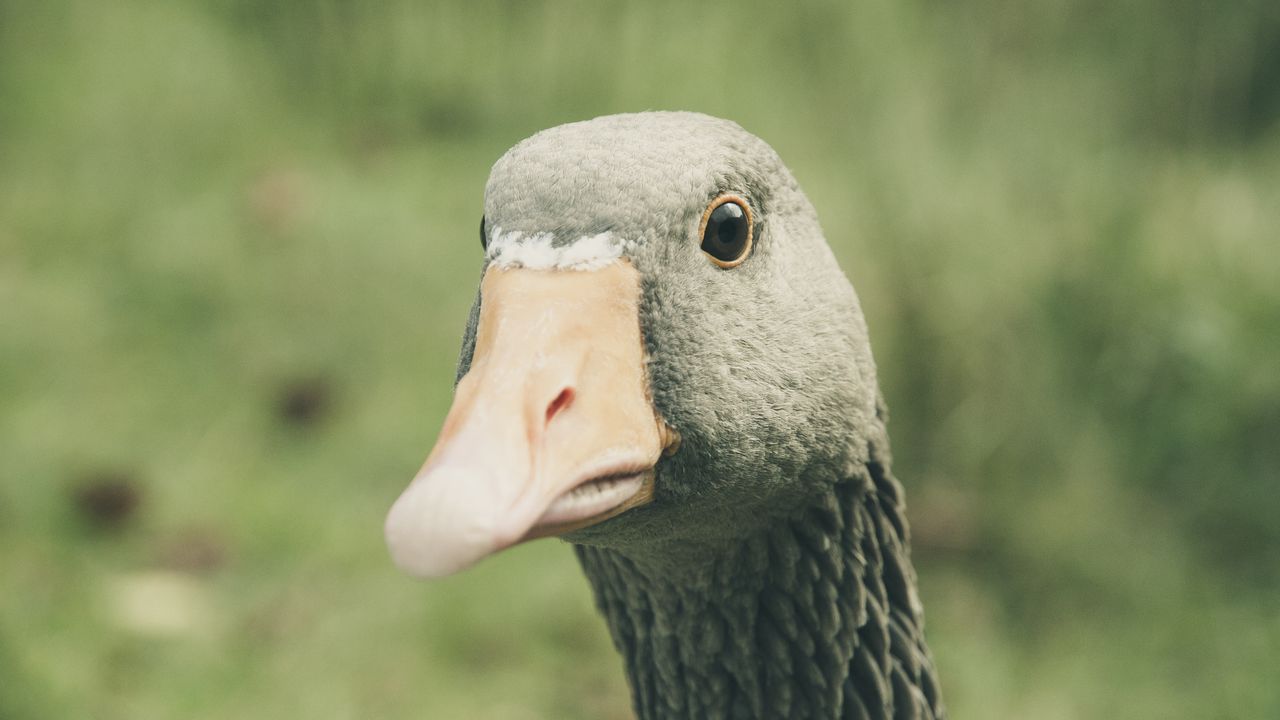 Wallpaper goose, bird, beak