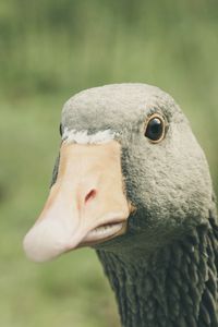 Preview wallpaper goose, bird, beak