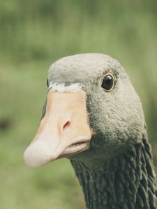 Preview wallpaper goose, bird, beak
