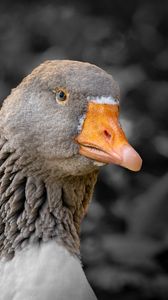 Preview wallpaper goose, bird, beak, gray, blur