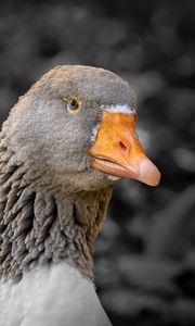 Preview wallpaper goose, bird, beak, gray, blur