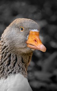 Preview wallpaper goose, bird, beak, gray, blur