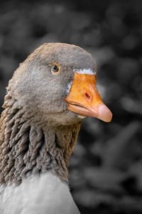 Preview wallpaper goose, bird, beak, gray, blur